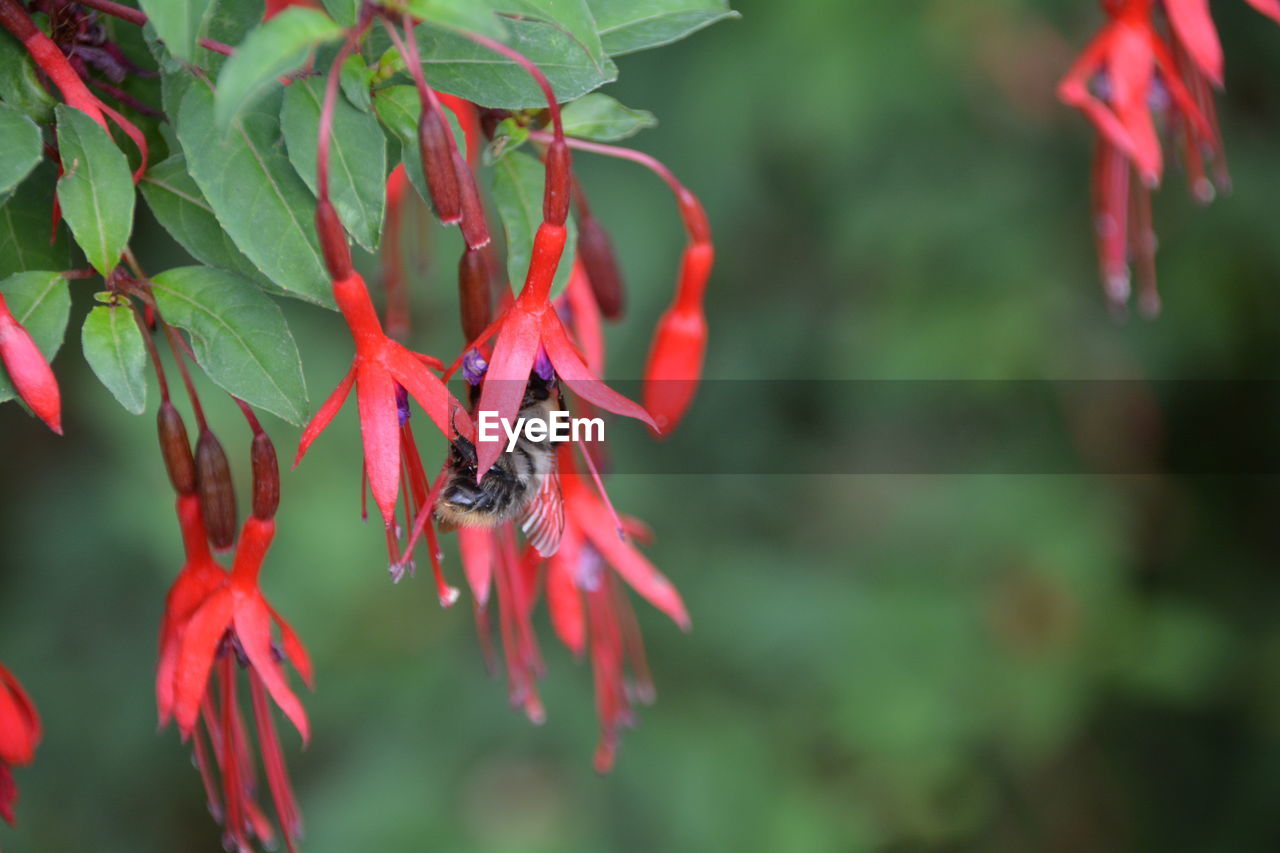 Bumblebee on fuchsias blooming in park