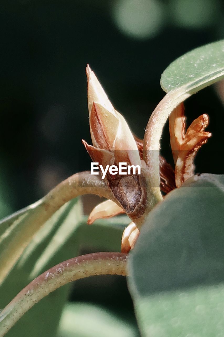 Close-up of flowering plant