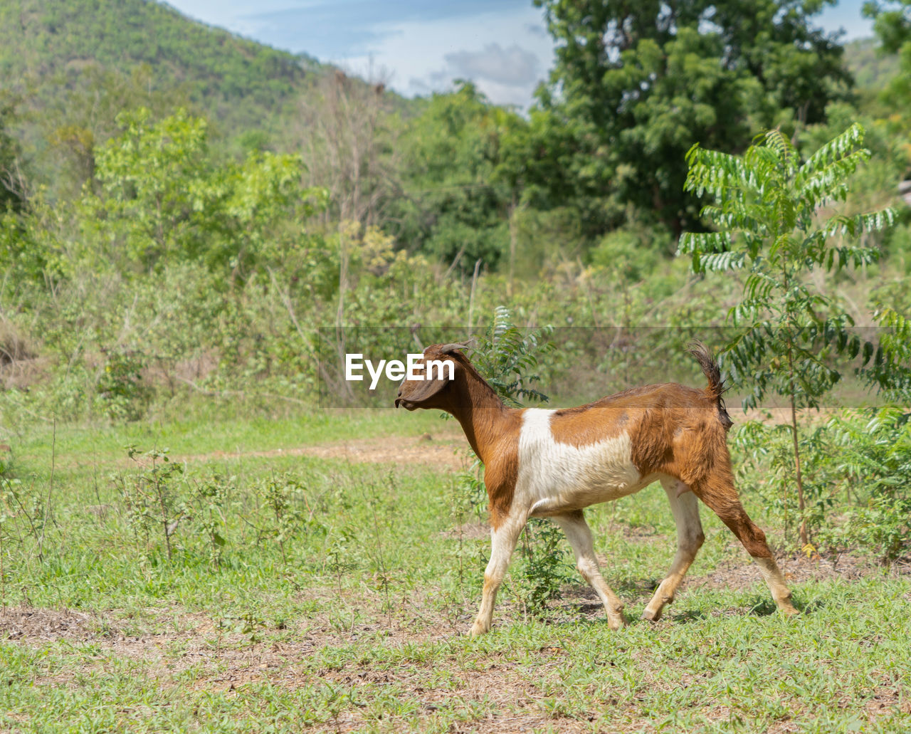 SIDE VIEW OF A HORSE IN FIELD