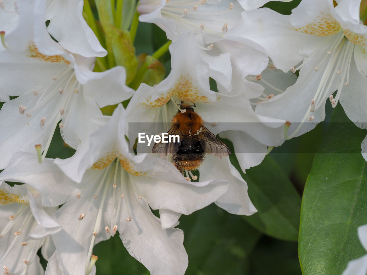 CLOSE-UP OF INSECT POLLINATING ON WHITE FLOWER