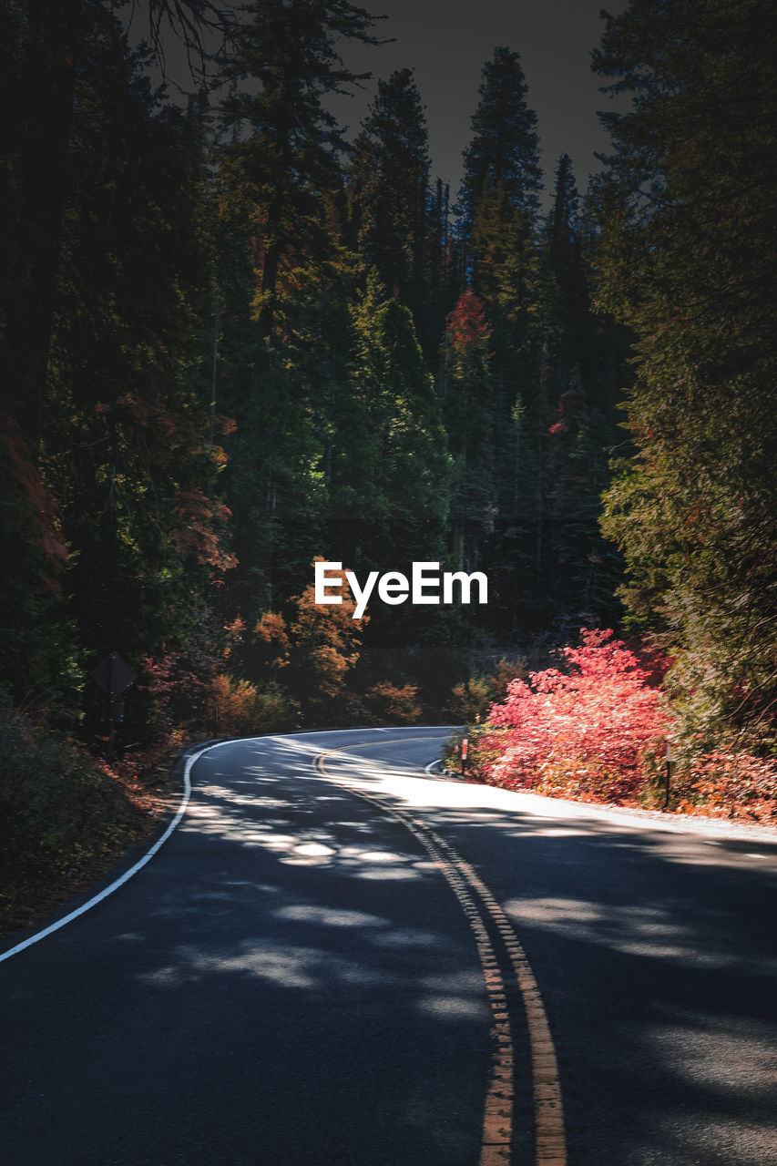 Road amidst trees in forest