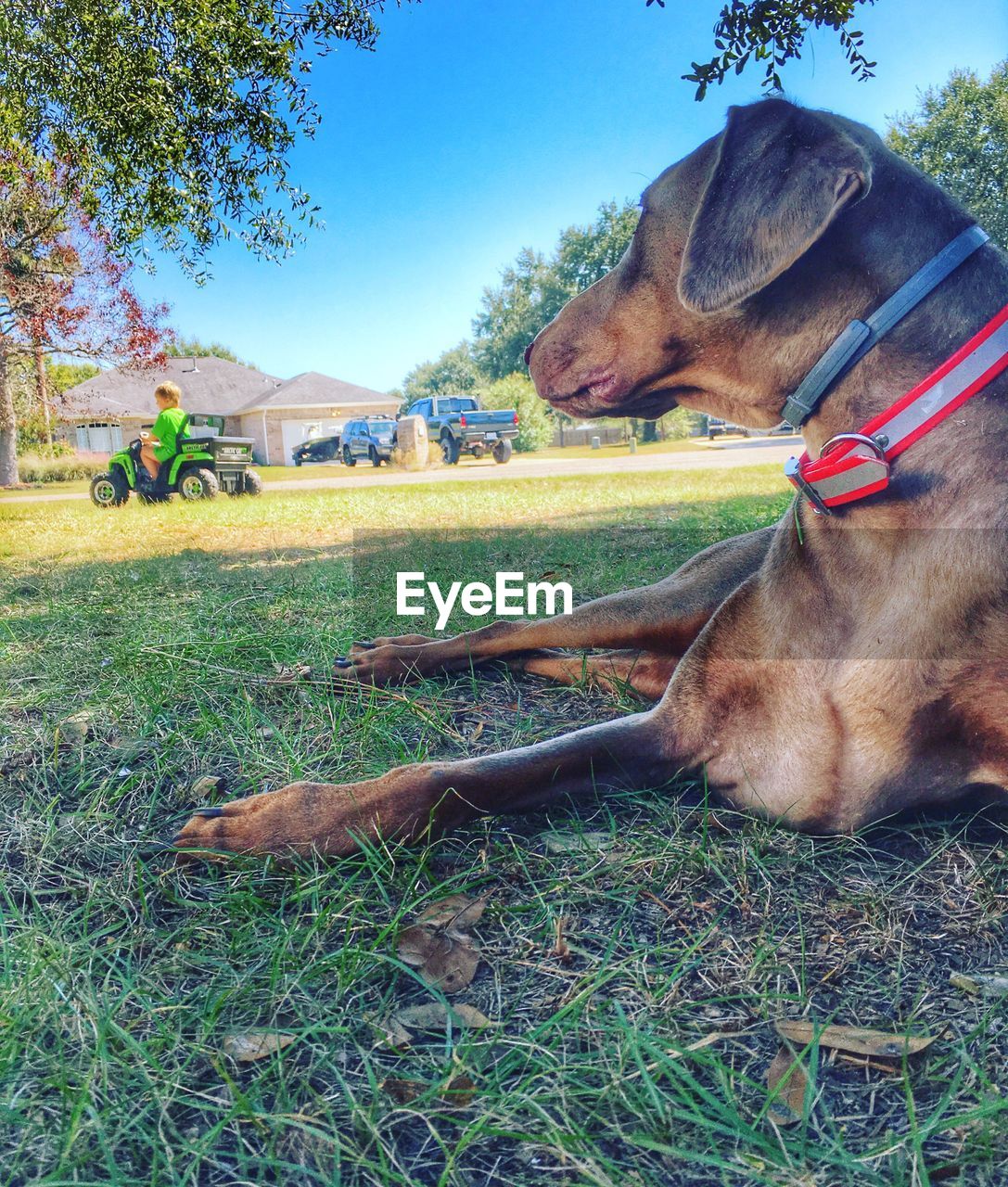 VIEW OF RELAXING ON GRASSY FIELD