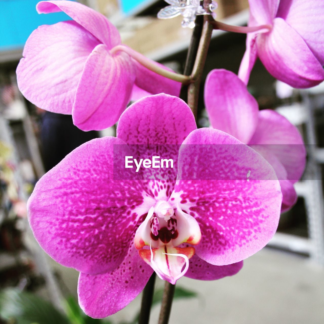 CLOSE-UP OF PINK ORCHID BLOOMING OUTDOORS