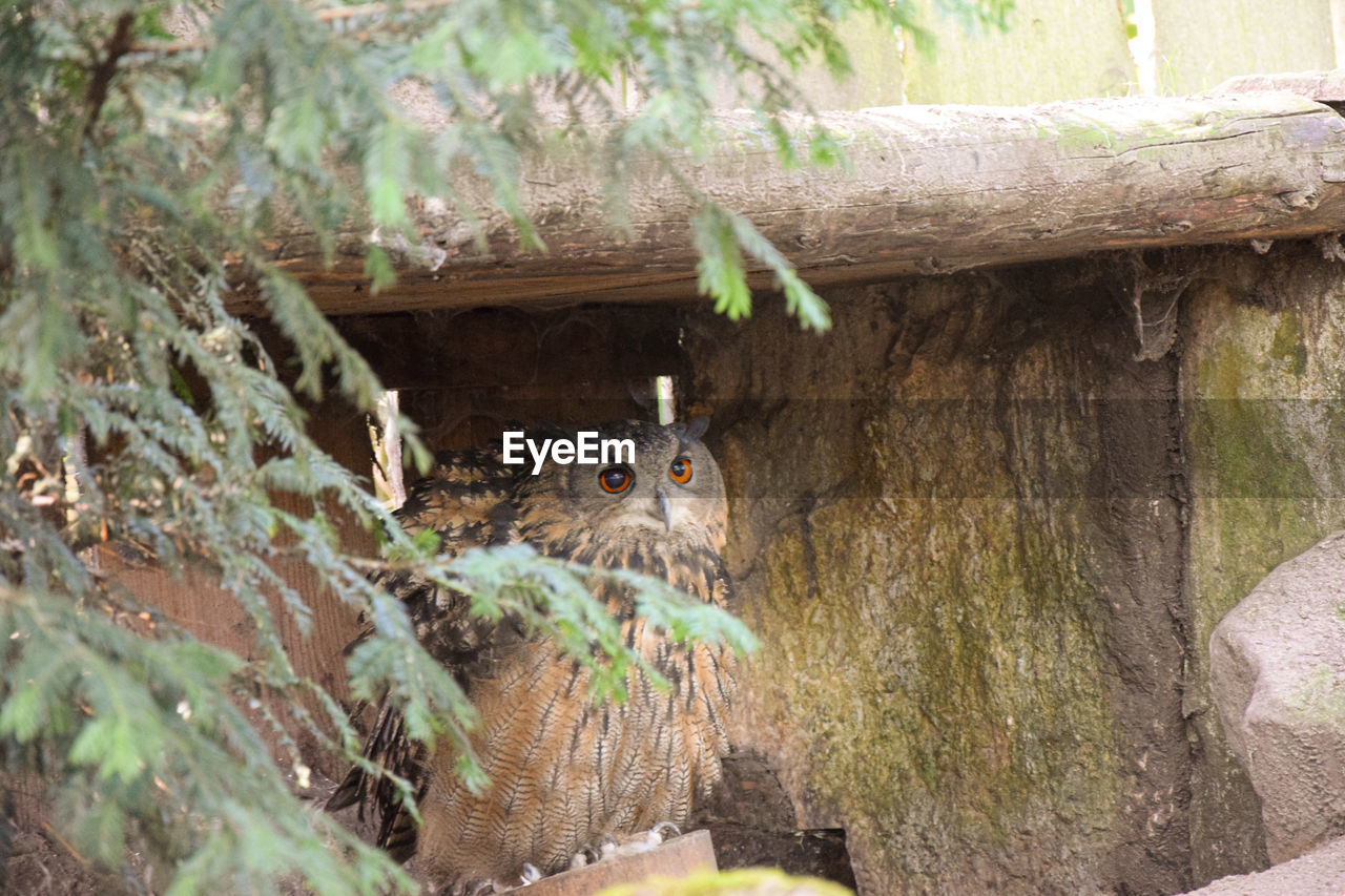 CLOSE-UP OF A BIRD AGAINST THE TREE