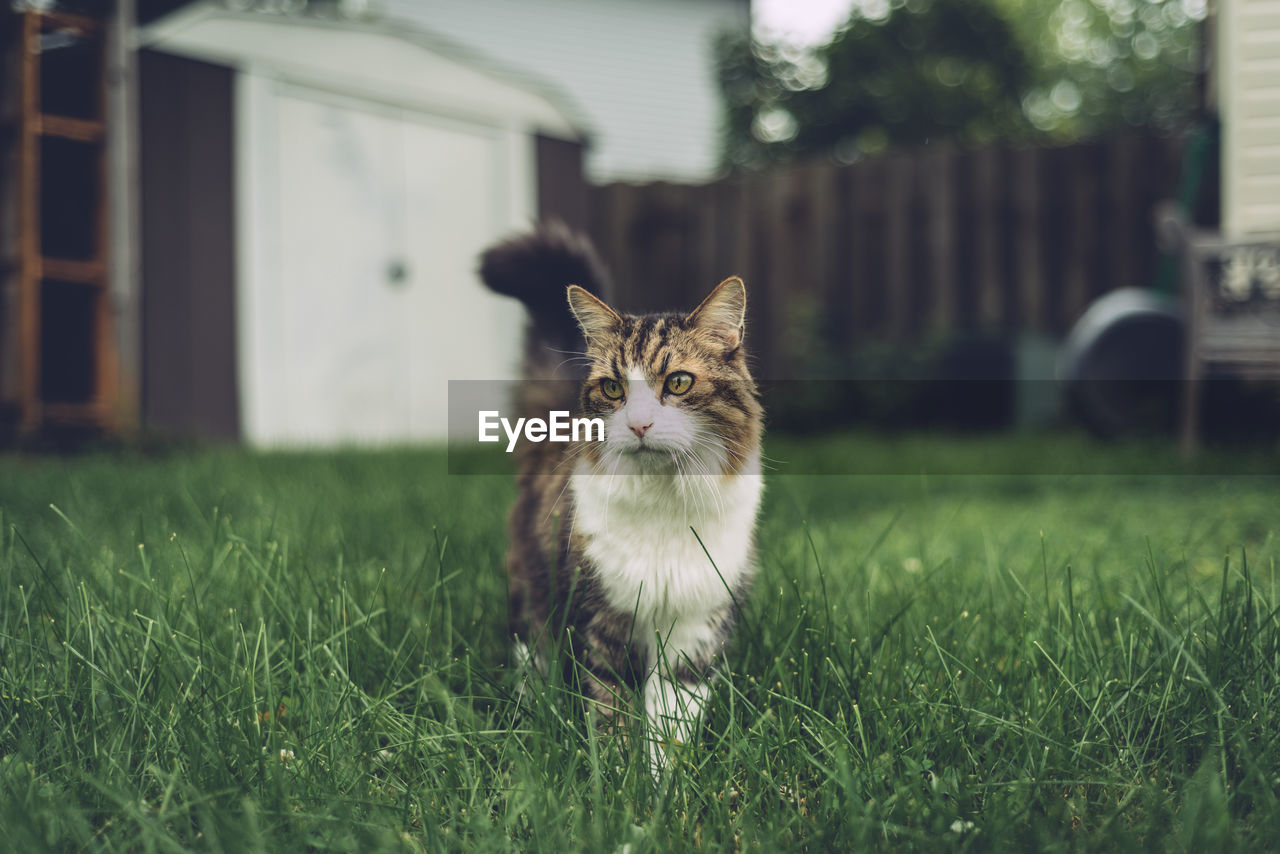 Cat walking in grass