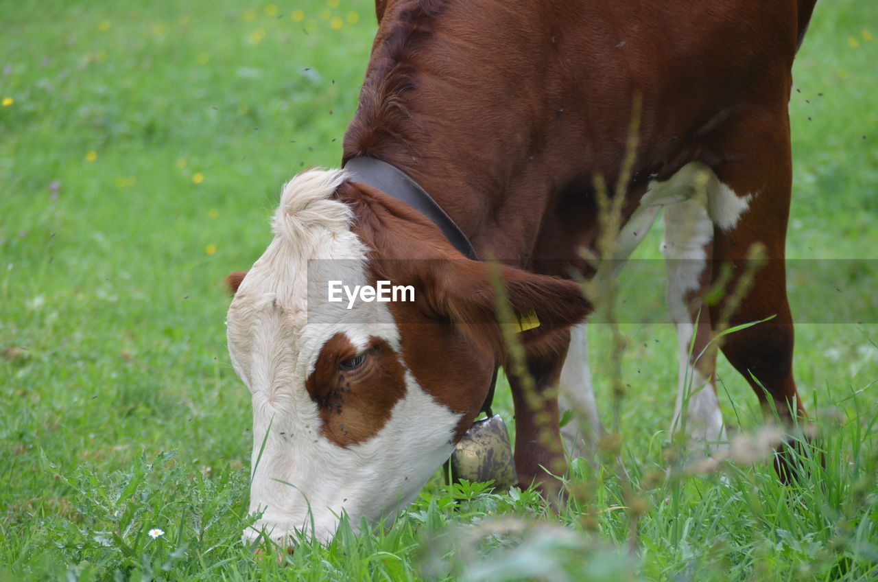 HORSES GRAZING IN FIELD