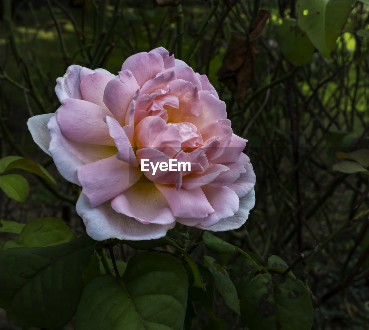 CLOSE-UP OF FLOWER