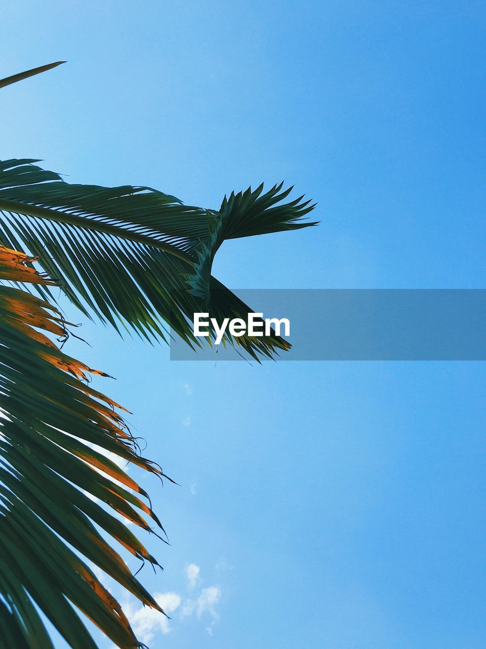 LOW ANGLE VIEW OF PALM TREES AGAINST CLEAR BLUE SKY