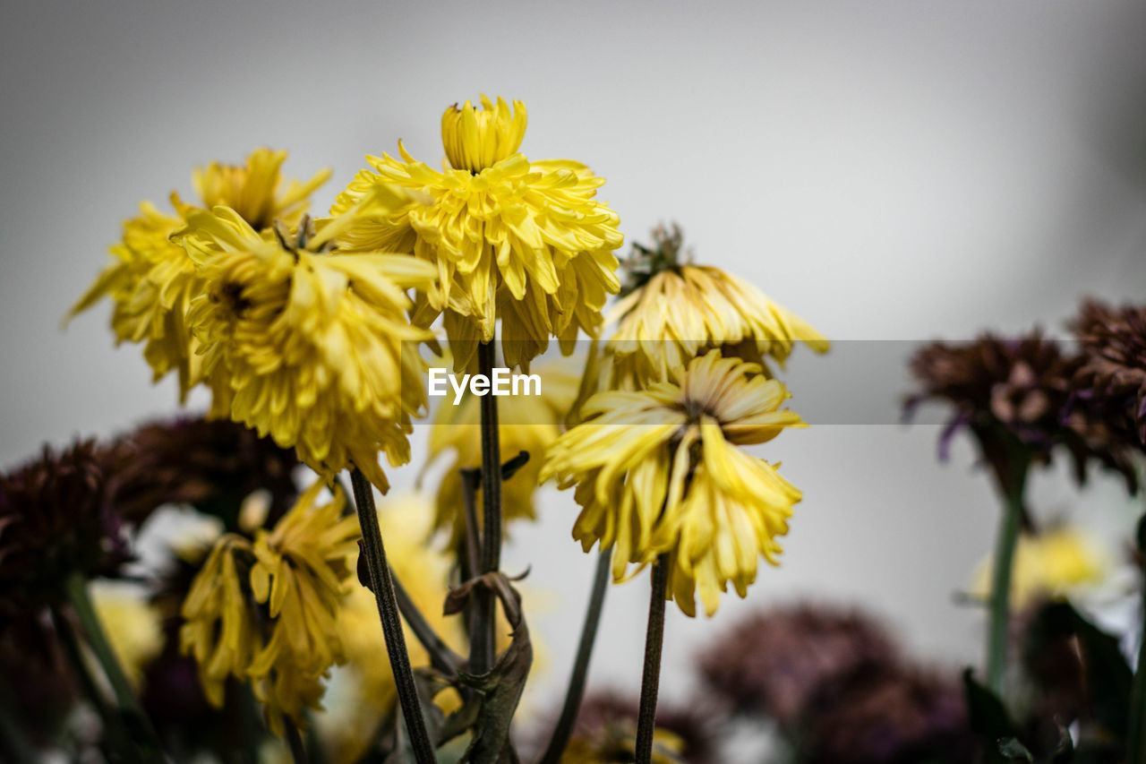 Close-up of yellow flowering plant against sky