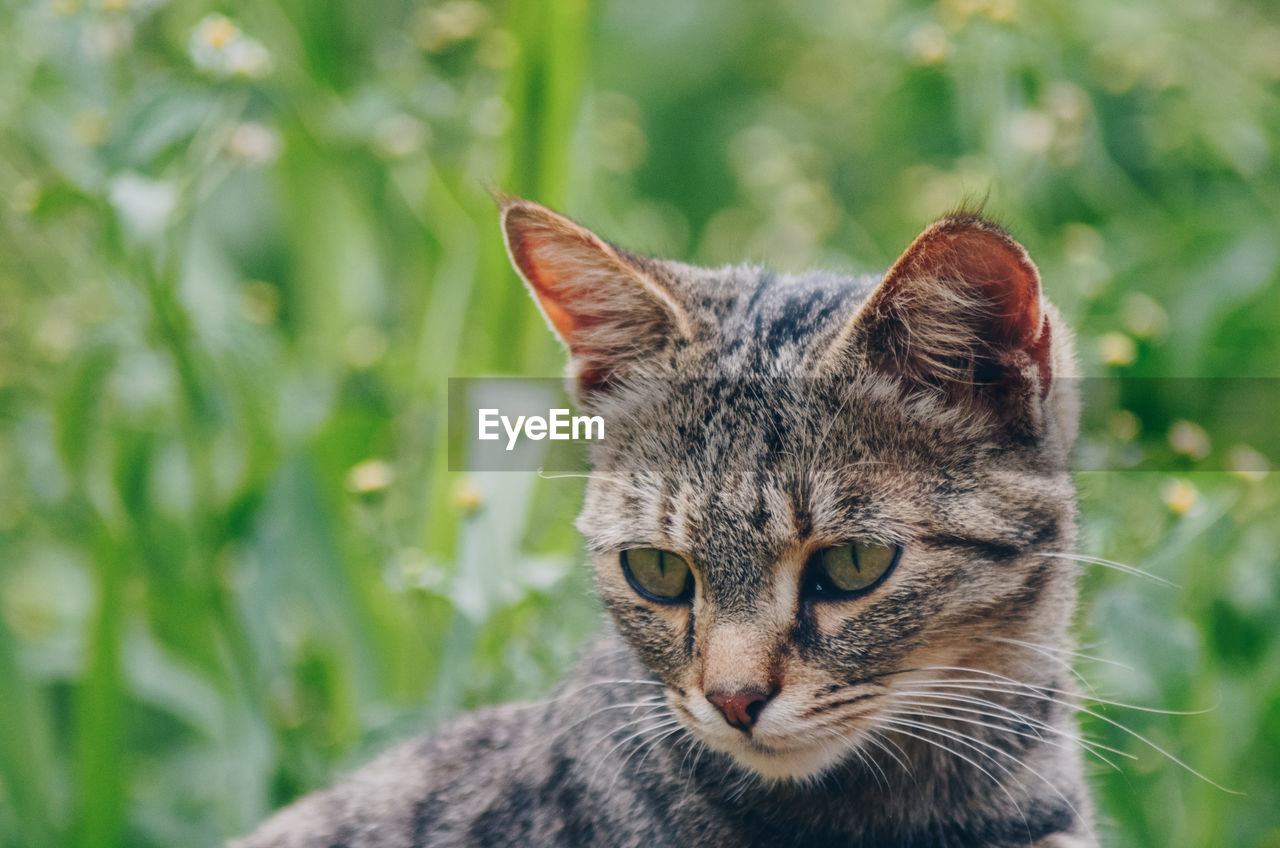 Close-up portrait of a cat