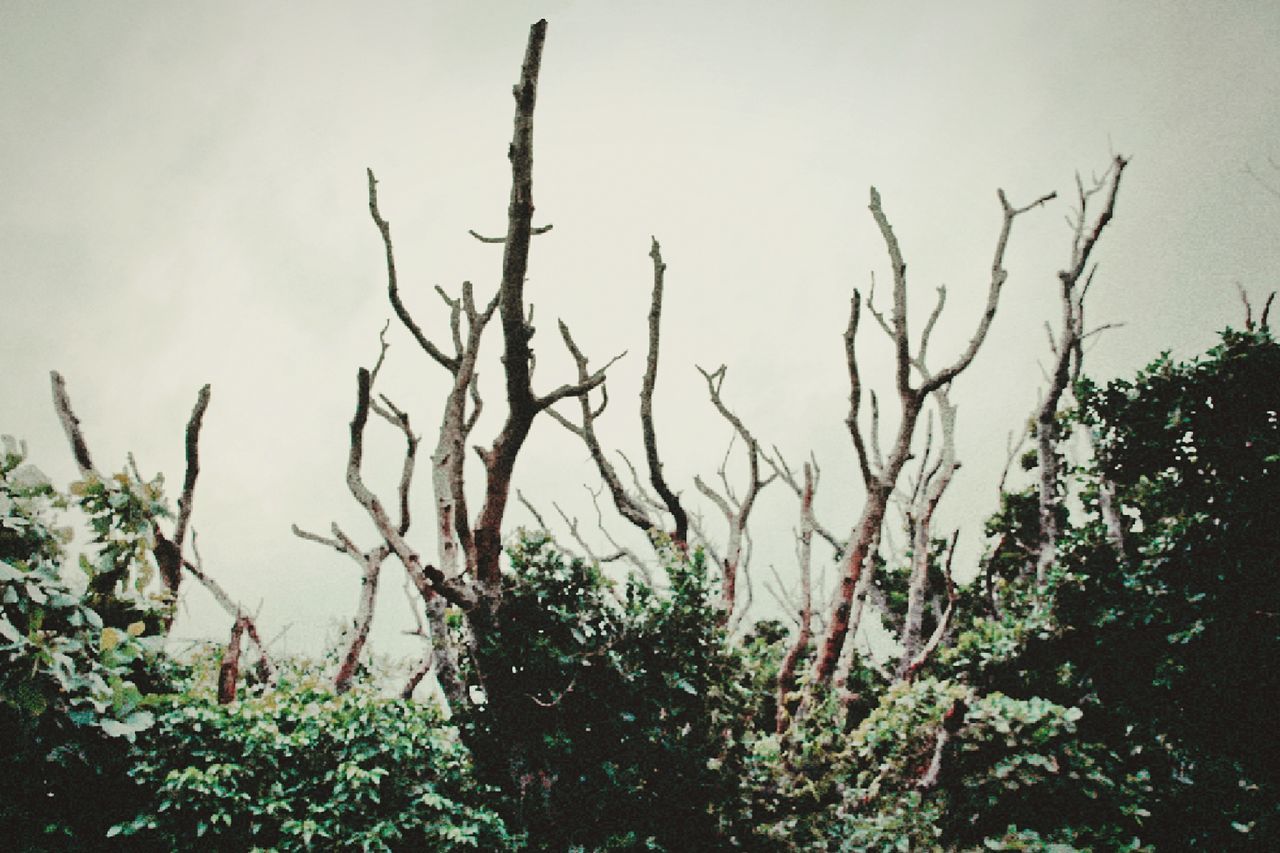 PLANTS AGAINST TREES