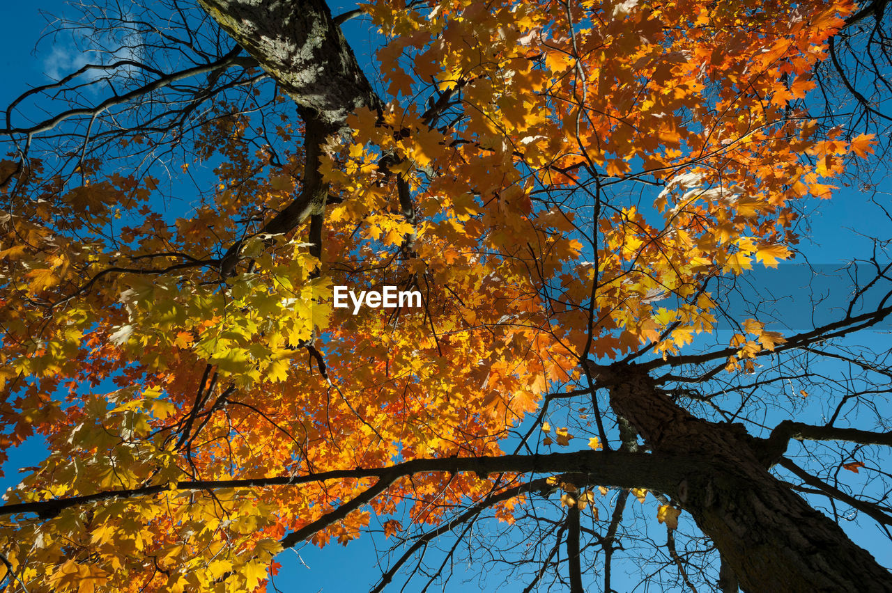 Low angle view of tree against sky