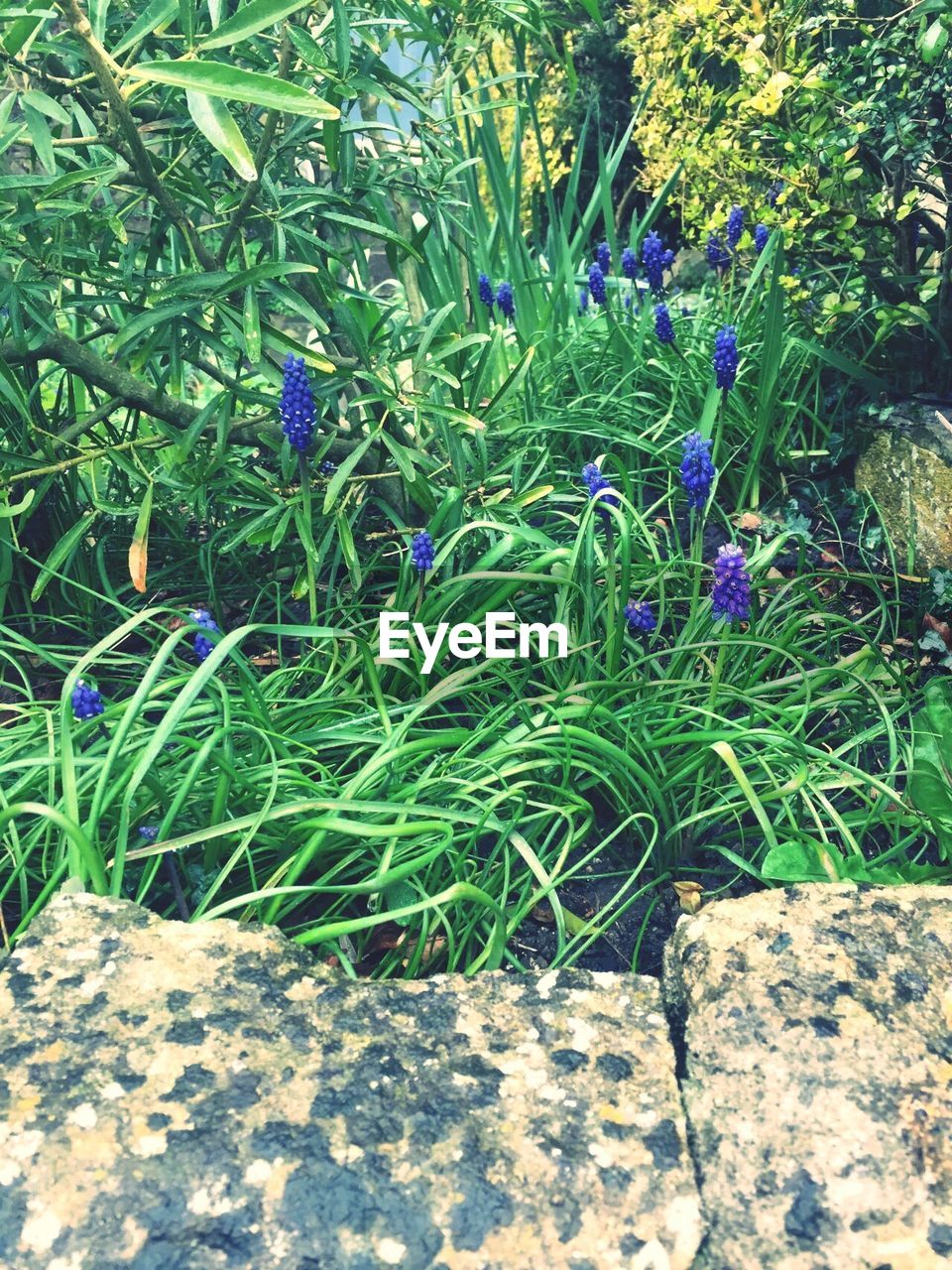 Purple flowers growing outdoors