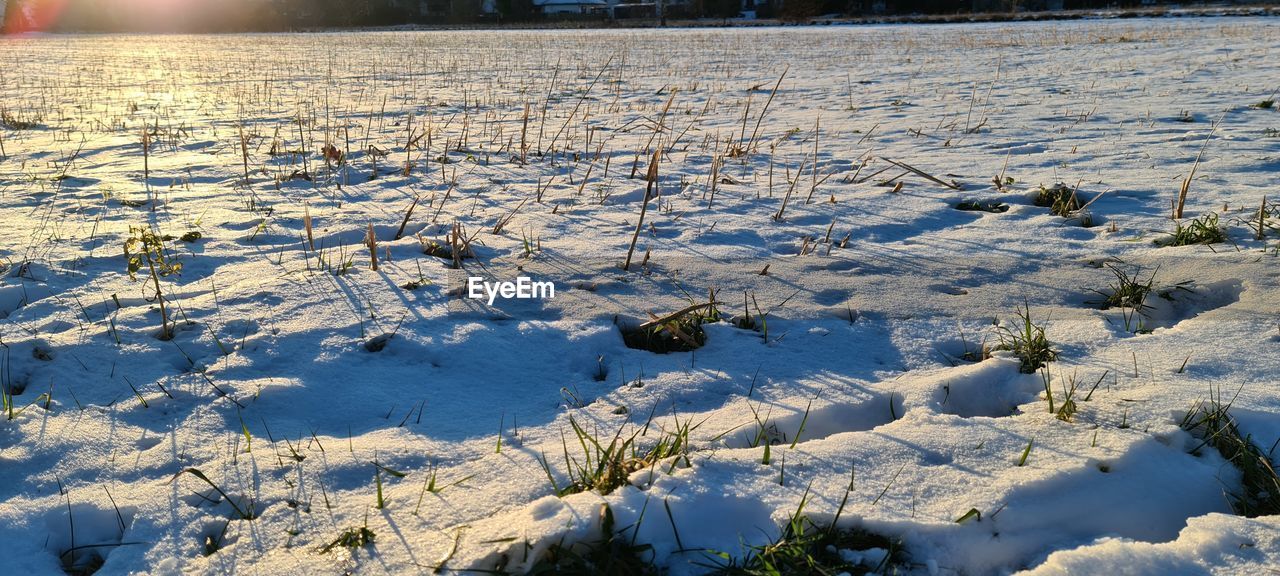 SCENIC VIEW OF SNOW COVERED LAND AND TREES