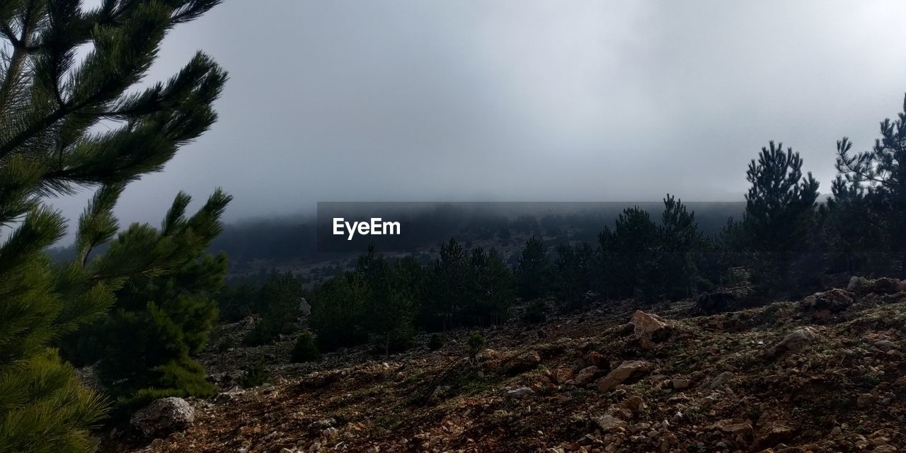 Scenic view of trees against sky