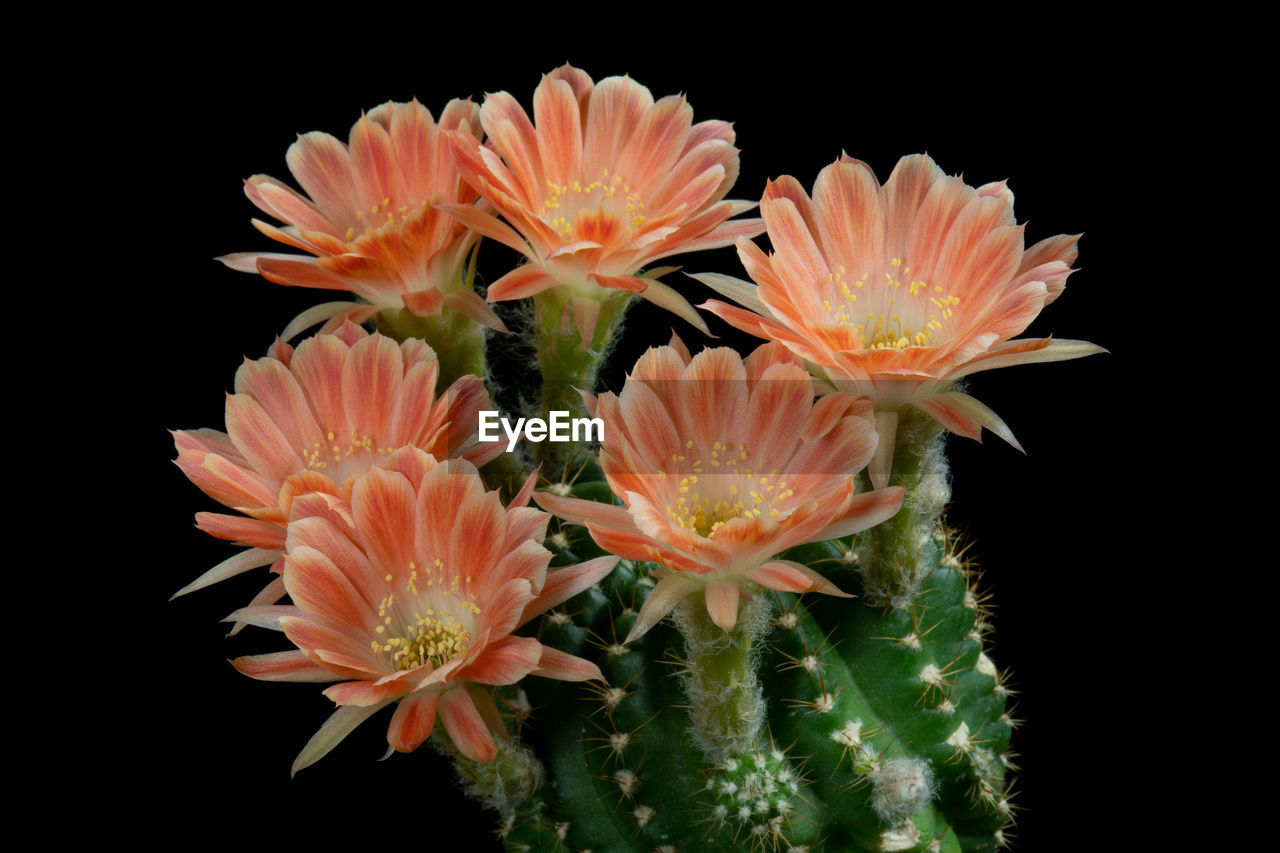 CLOSE-UP OF ORANGE FLOWERING PLANT
