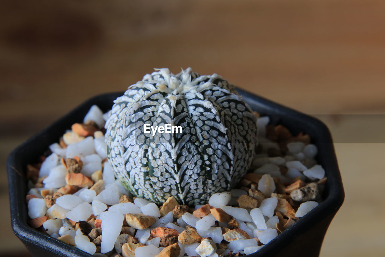 High angle view of cactus on table