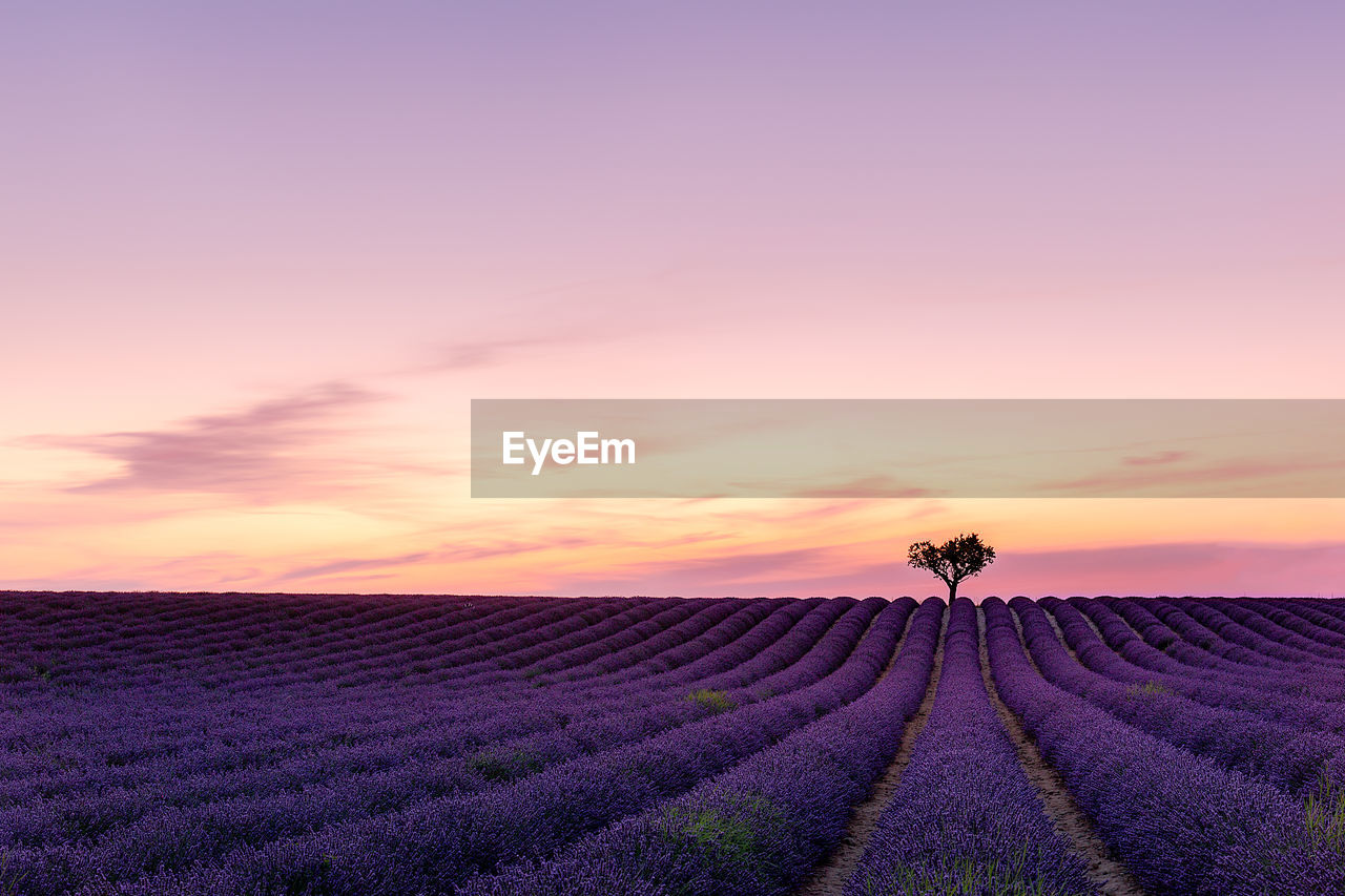 SCENIC VIEW OF LAVENDER AMIDST FIELD AGAINST SKY DURING SUNSET