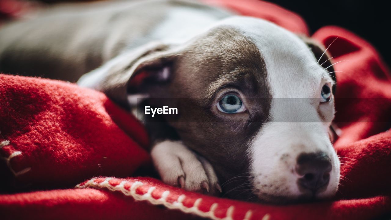 Close-up of dog on bed at home