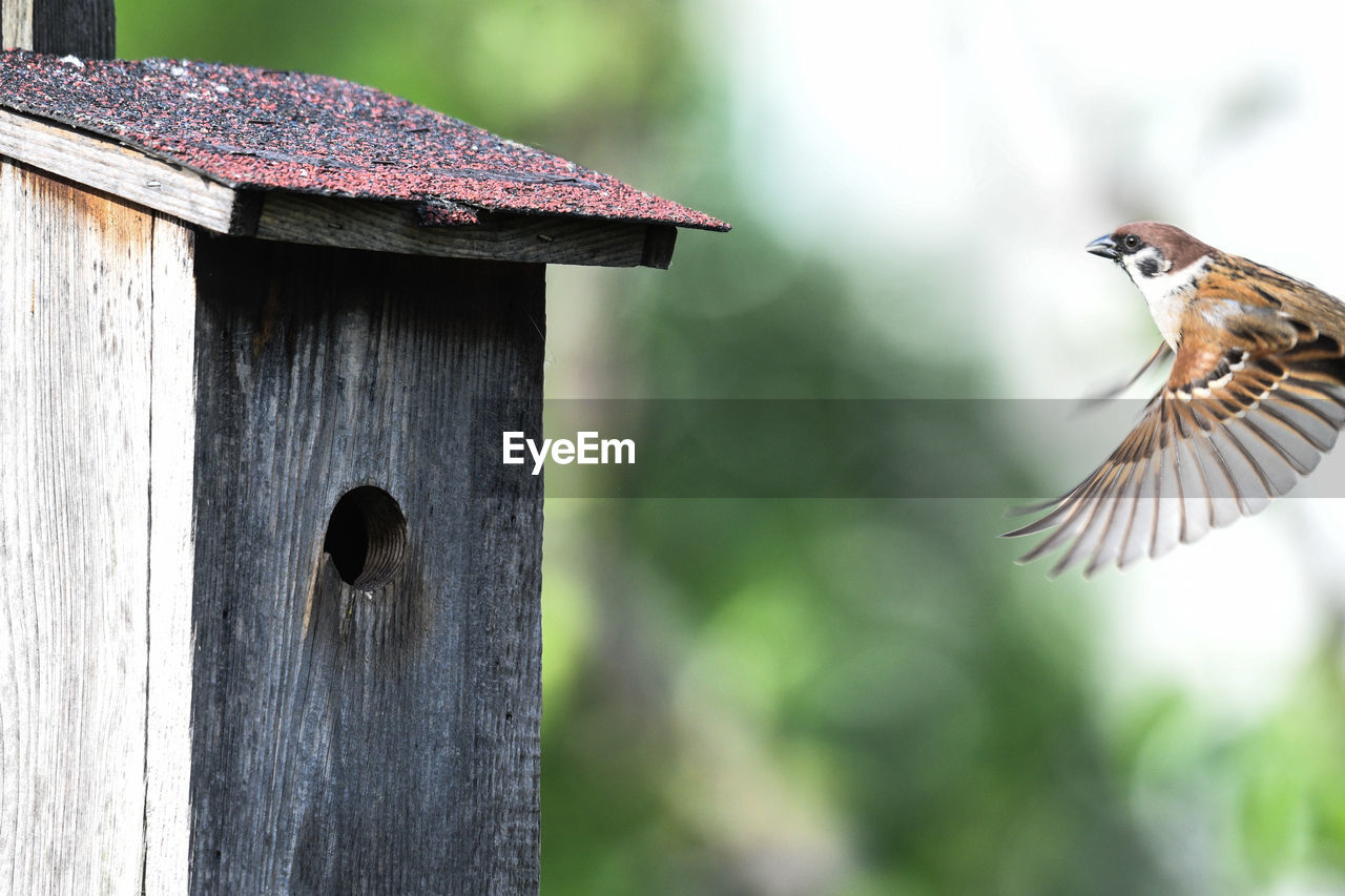 CLOSE-UP OF BIRD FLYING IN A ROW