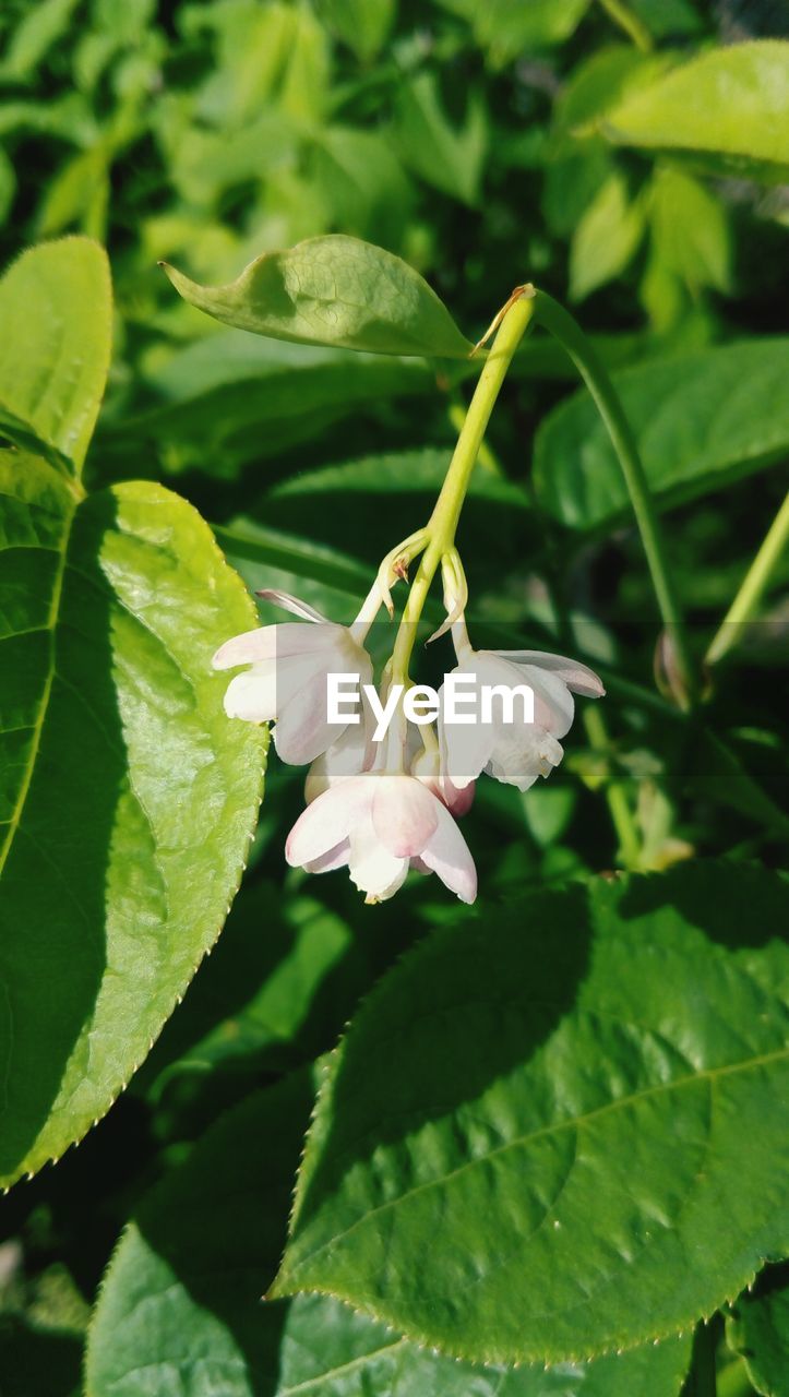 CLOSE-UP OF WHITE FLOWERS BLOOMING