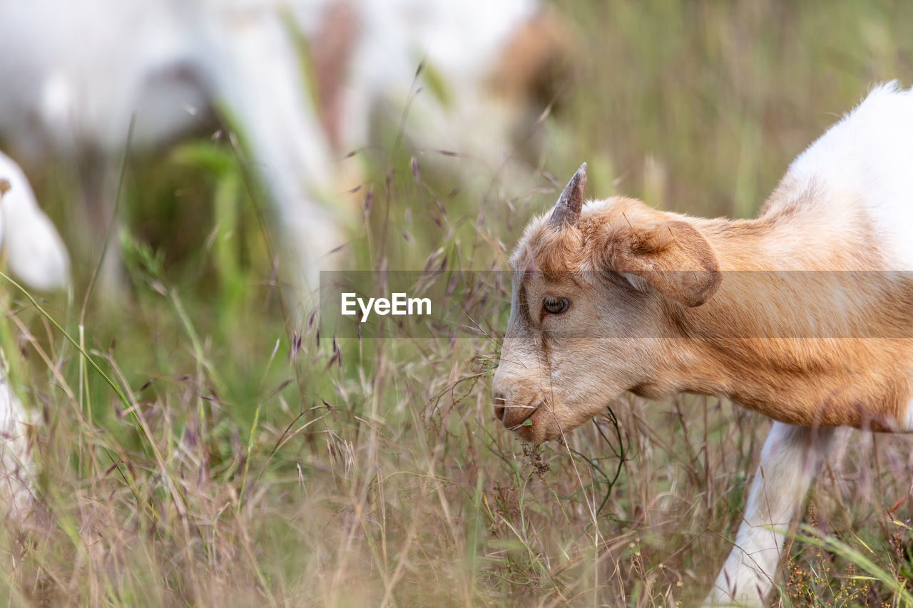 close-up of pig in a field
