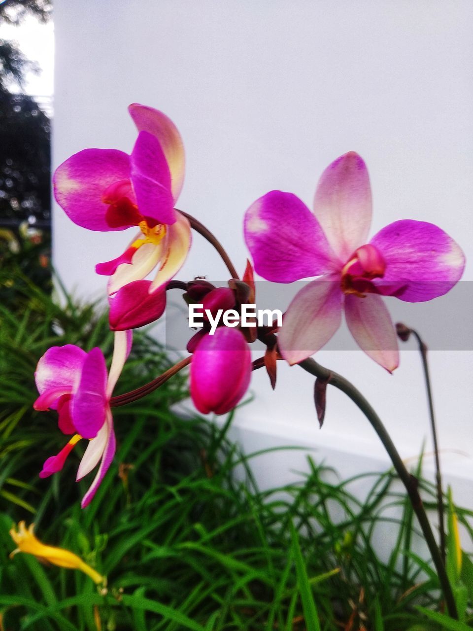plant, flower, flowering plant, freshness, beauty in nature, pink, nature, petal, close-up, growth, fragility, orchid, flower head, inflorescence, no people, focus on foreground, springtime, outdoors, purple, blossom, magenta, day, grass, botany, tree
