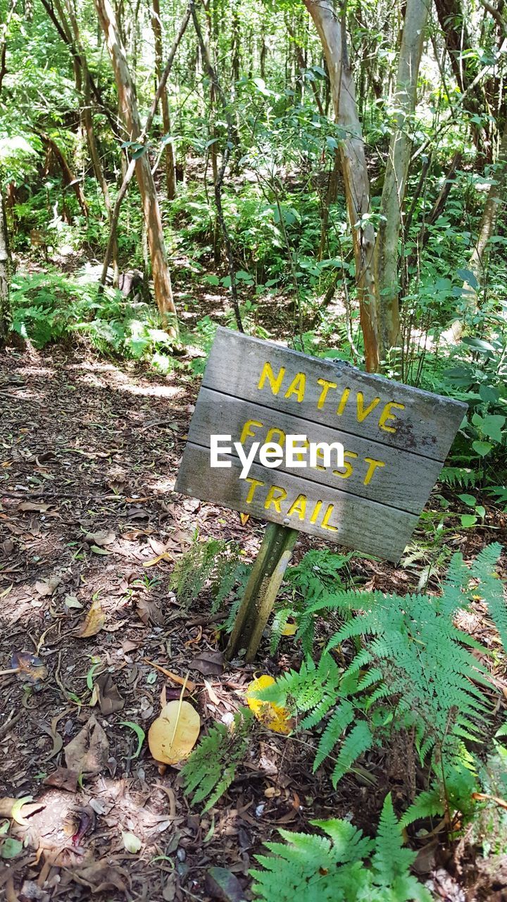 TREES AND PLANTS IN FOREST