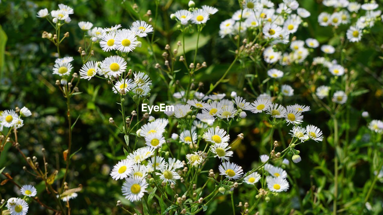WHITE FLOWERING PLANT