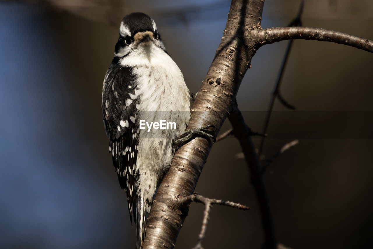 A downy woodpecker on a branch, picoides pubescens