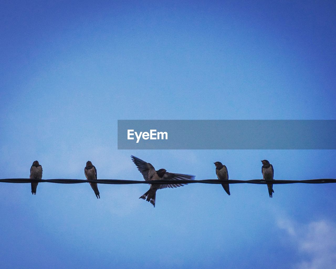 LOW ANGLE VIEW OF BIRDS PERCHING ON CABLE AGAINST CLEAR SKY