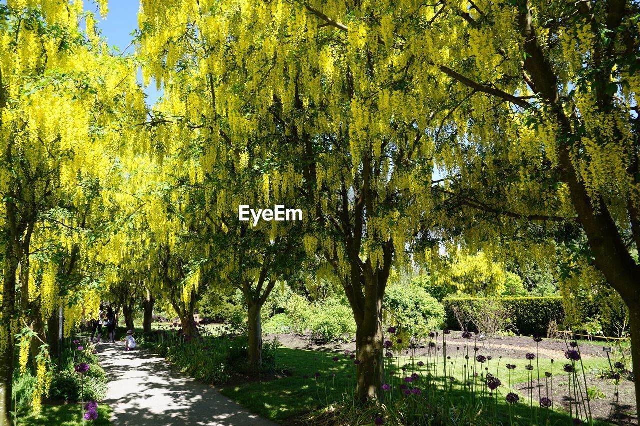 Trees in park