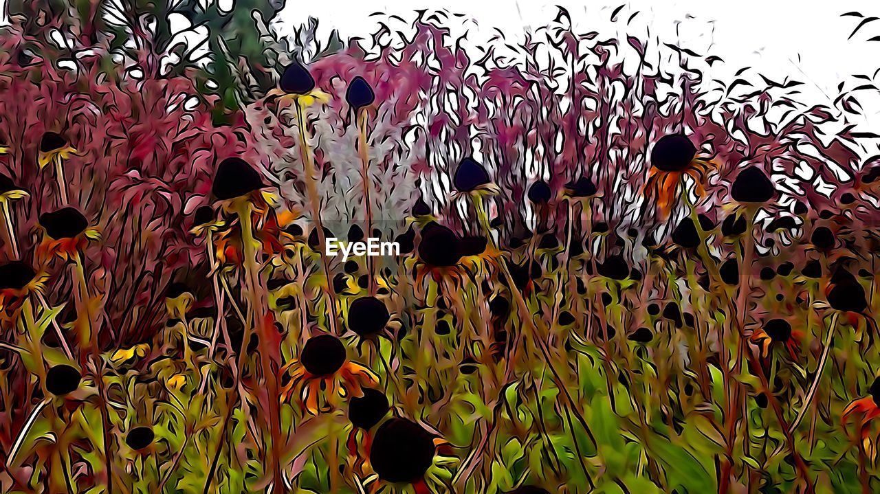 CLOSE-UP OF COLORFUL FLOWERS GROWING OUTDOORS