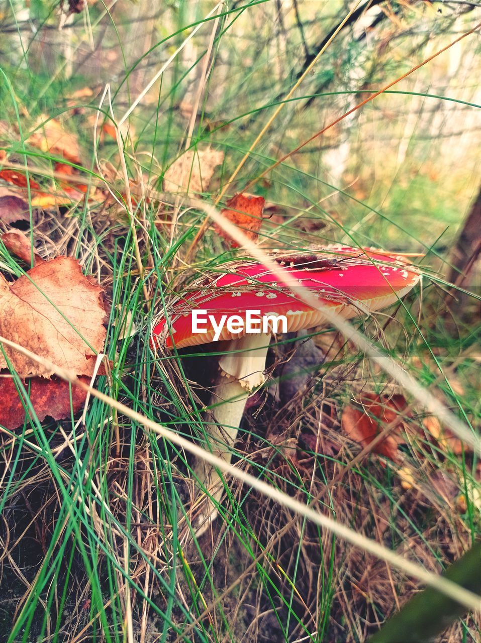 CLOSE-UP OF FLY AGARIC MUSHROOM ON FIELD