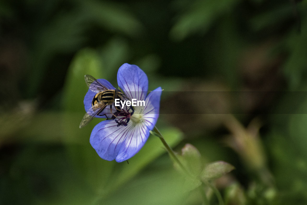 Close-up of insect on purple flower