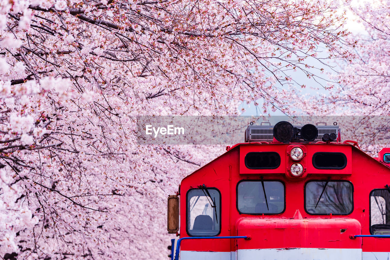 Red train amidst pink cherry blossoms