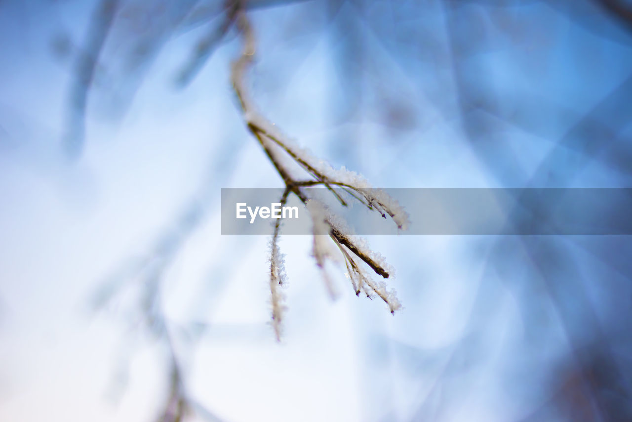 A branch with snowflakes on a defocused blue background. snowflakes in a round plan.