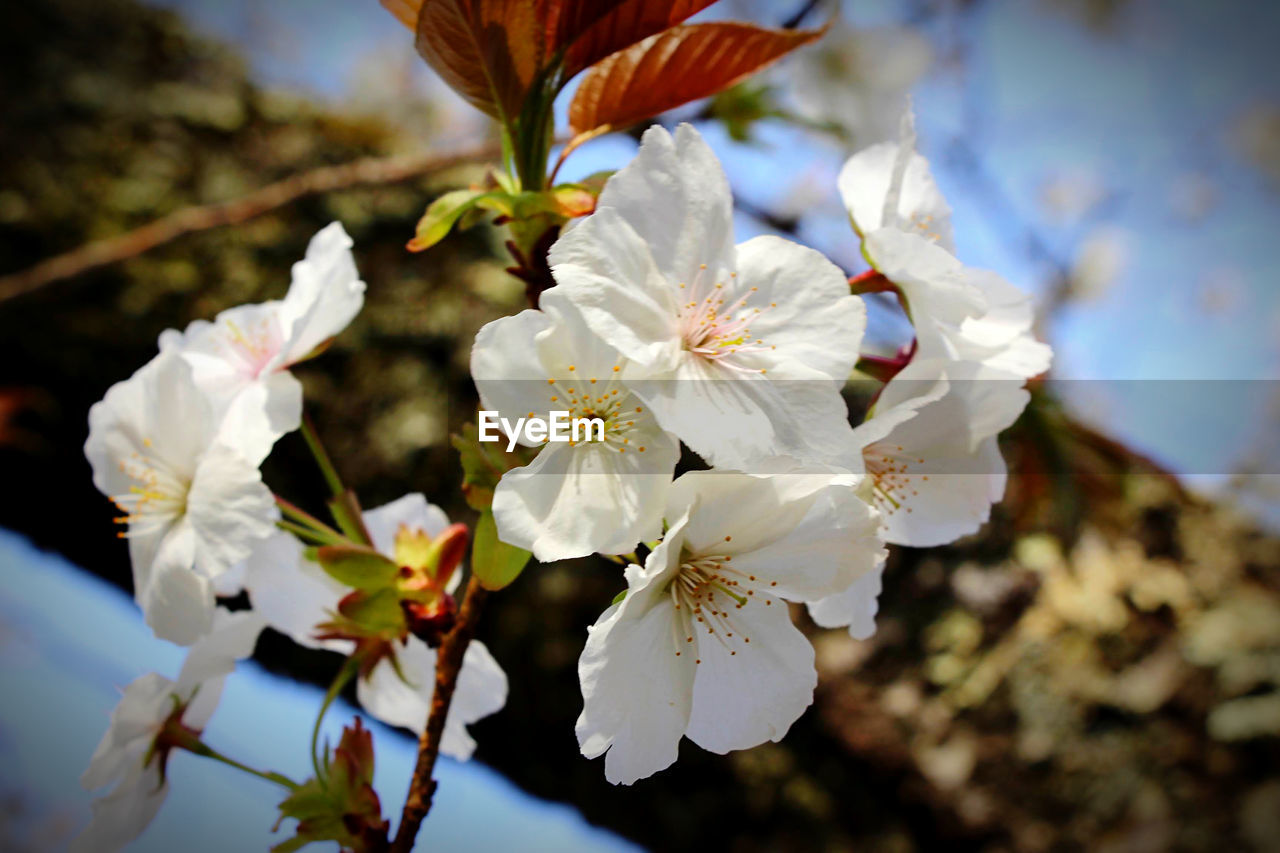 CLOSE-UP OF FRESH WHITE CHERRY BLOSSOM TREE