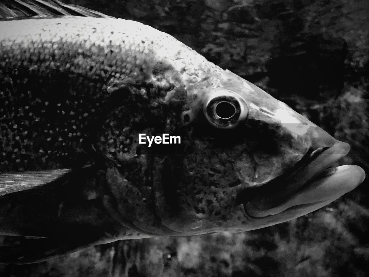 CLOSE-UP OF FISH UNDERWATER