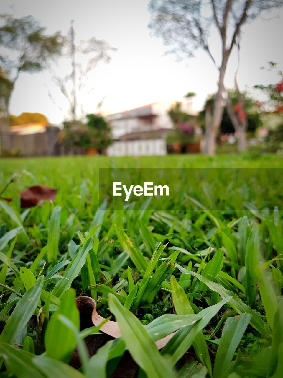 CLOSE-UP OF GRASS ON FIELD