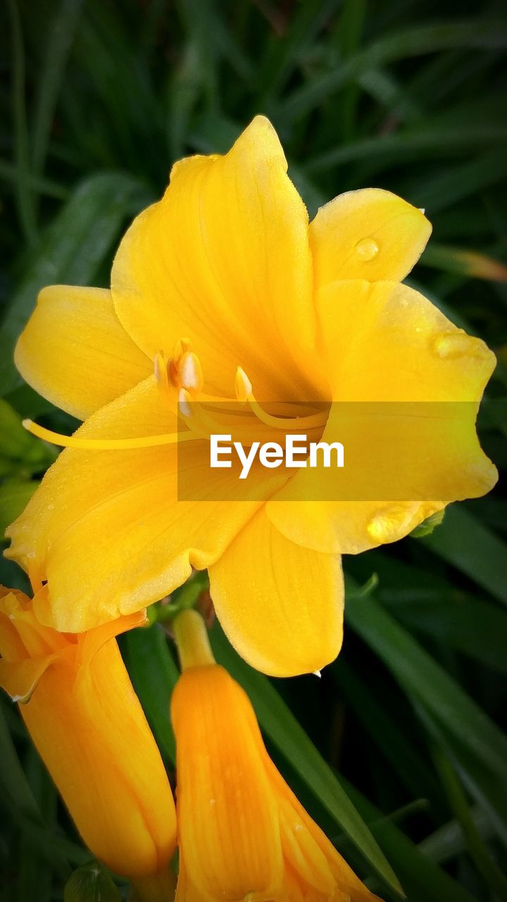CLOSE-UP OF YELLOW FLOWERS