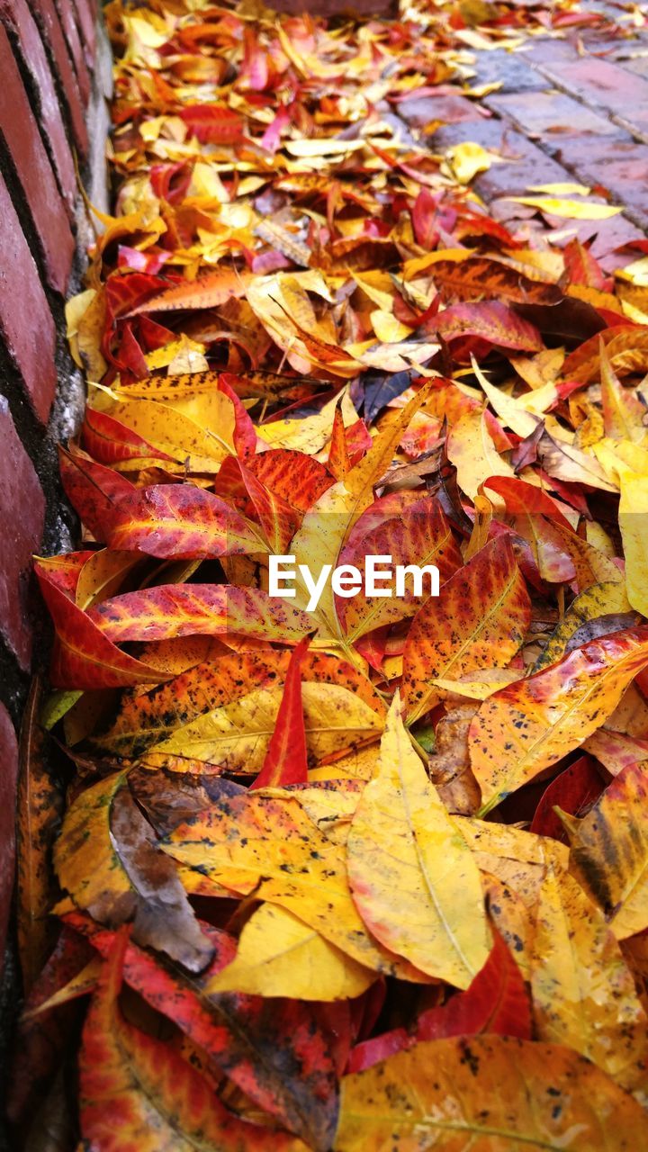 High angle view of orange leaves on sidewalk during autumn