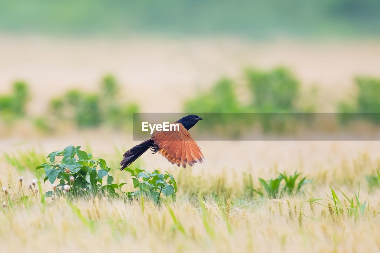 BIRD FLYING OVER A LAND