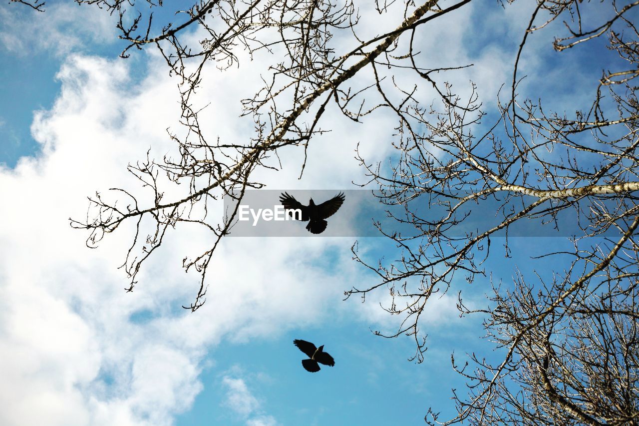 Low angle view of birds flying against cloudy sky