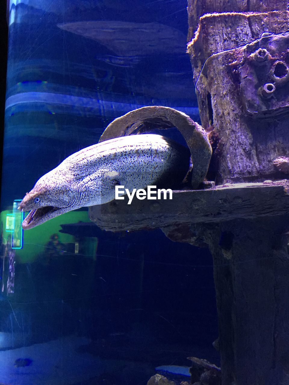 CLOSE-UP OF FISHES SWIMMING IN AQUARIUM