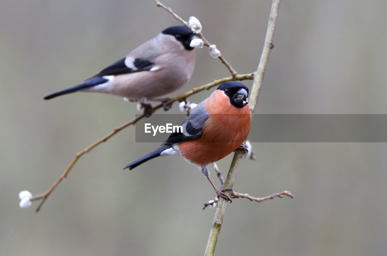 CLOSE-UP OF BIRDS PERCHING ON TWIG