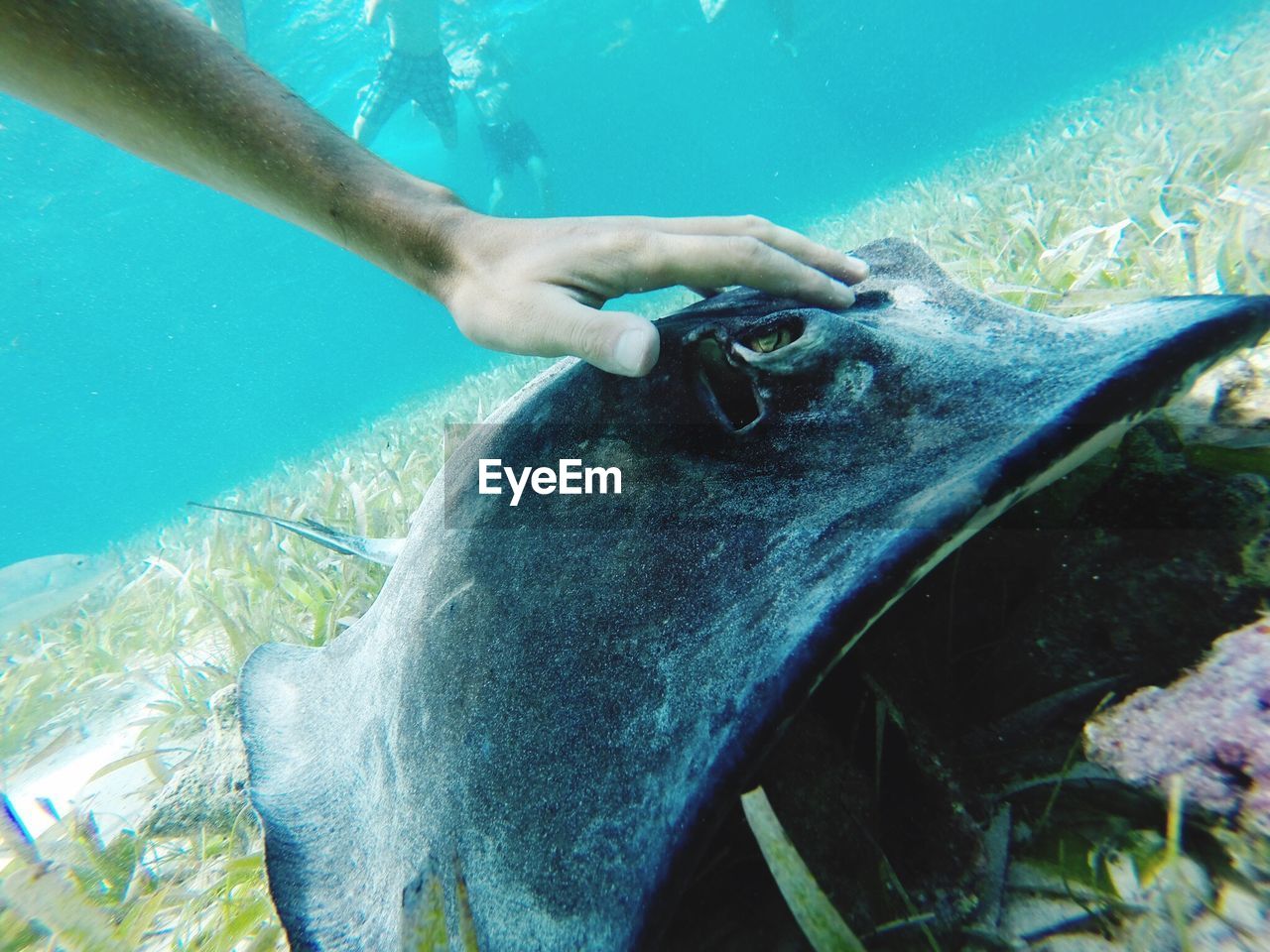 Cropped image of hand touching stingray in sea
