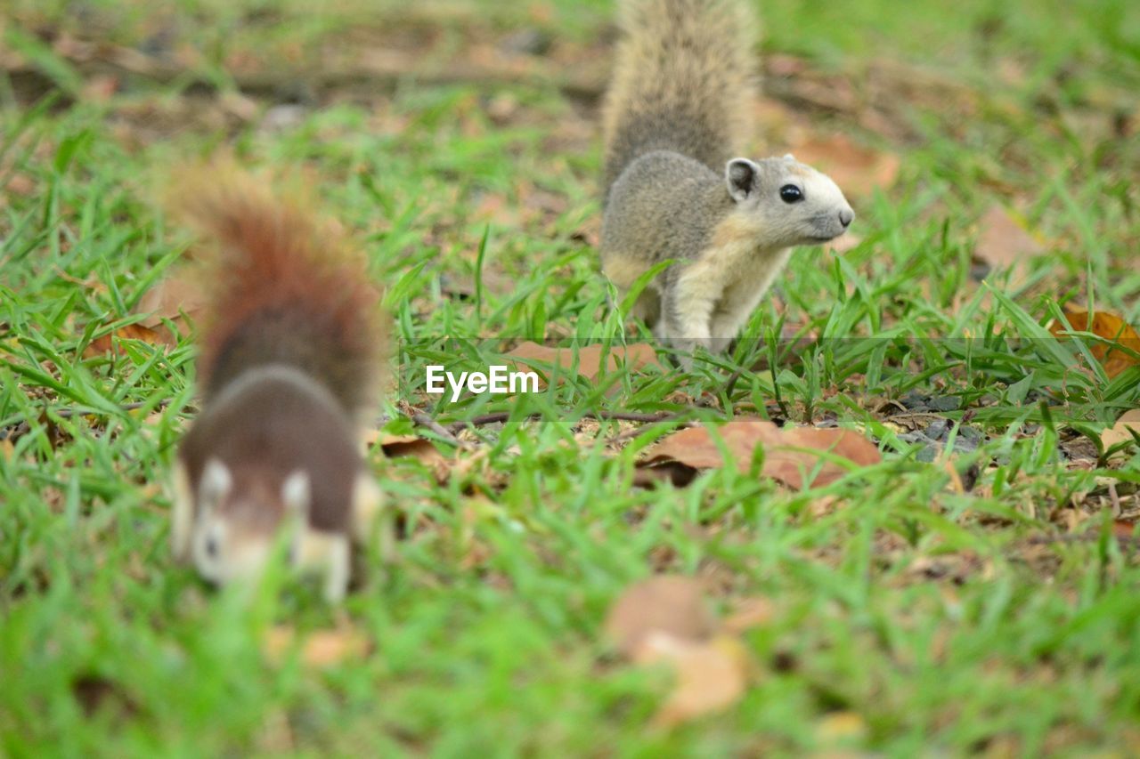 SQUIRREL ON GRASS