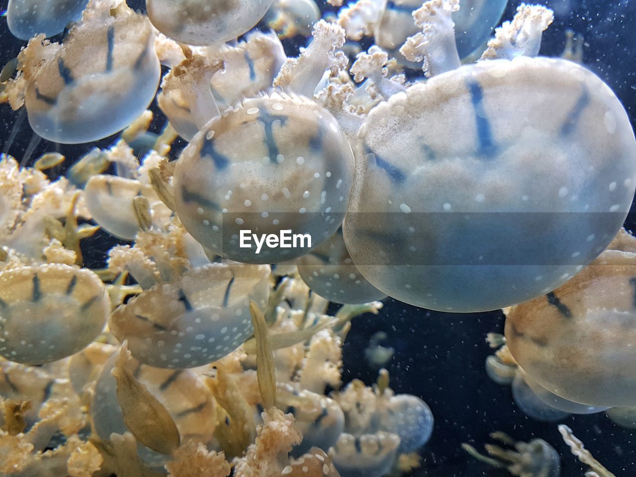 CLOSE-UP OF JELLYFISH IN SEA