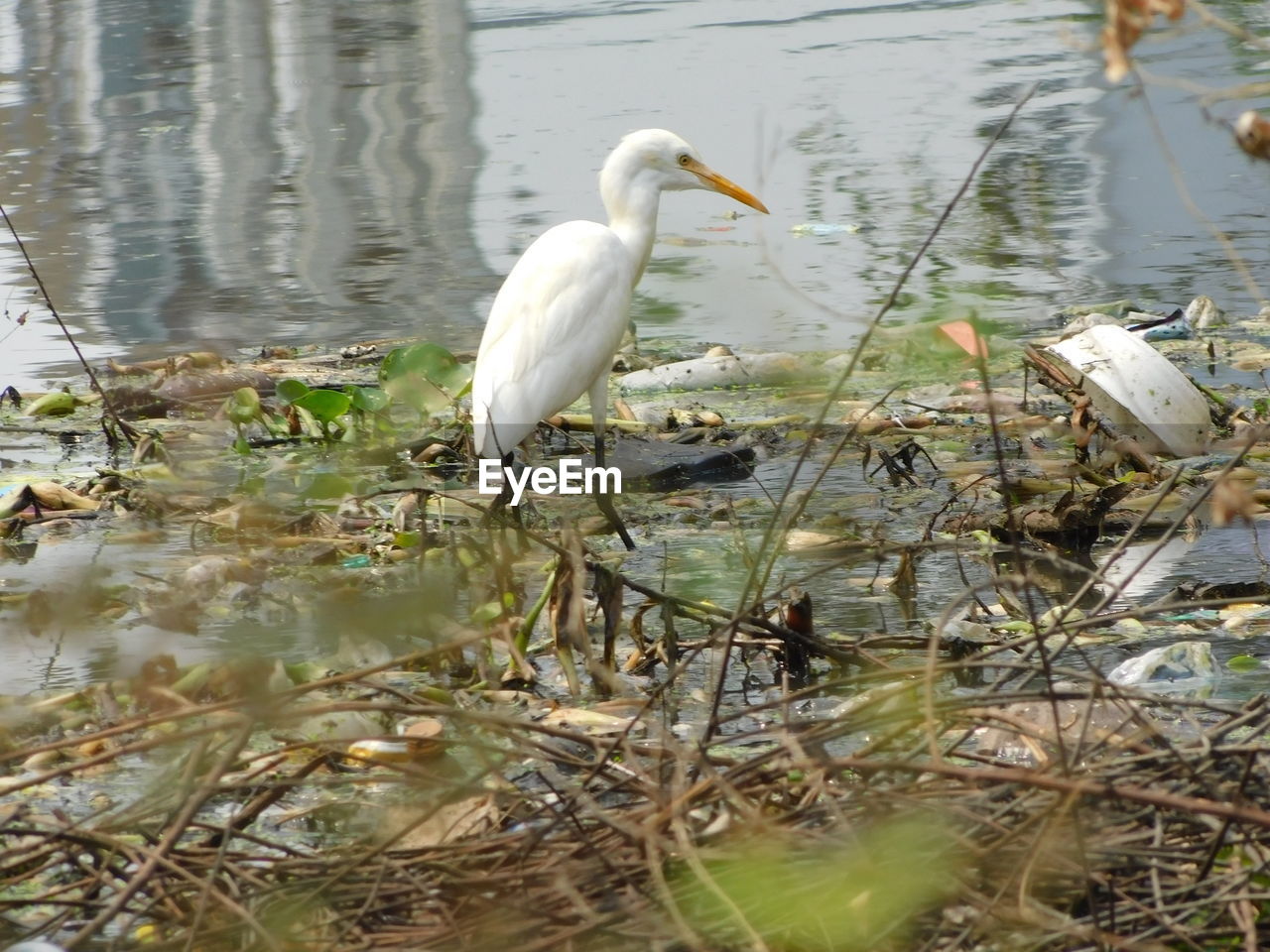 VIEW OF A DUCK IN LAKE